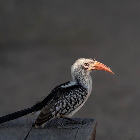 Ndzhaka Tented Camp Manyeleti Game Reserve Bagian luar foto