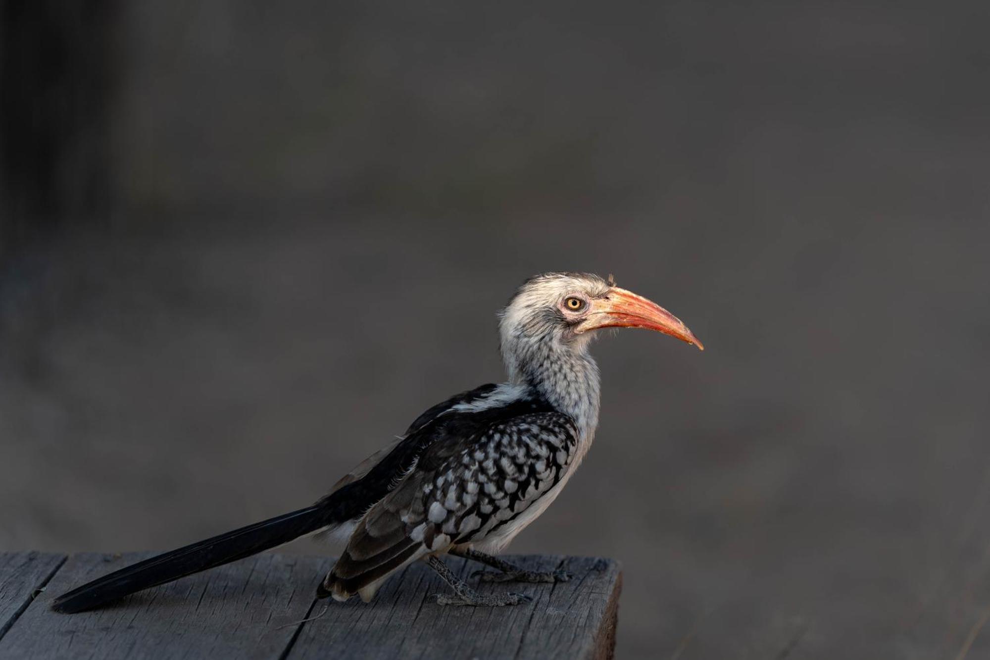 Ndzhaka Tented Camp Manyeleti Game Reserve Bagian luar foto
