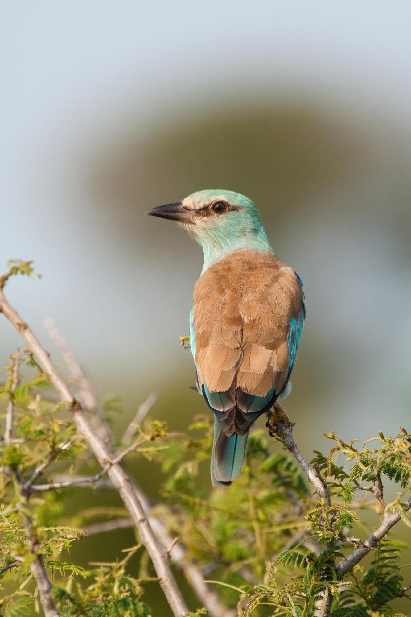 Ndzhaka Tented Camp Manyeleti Game Reserve Bagian luar foto