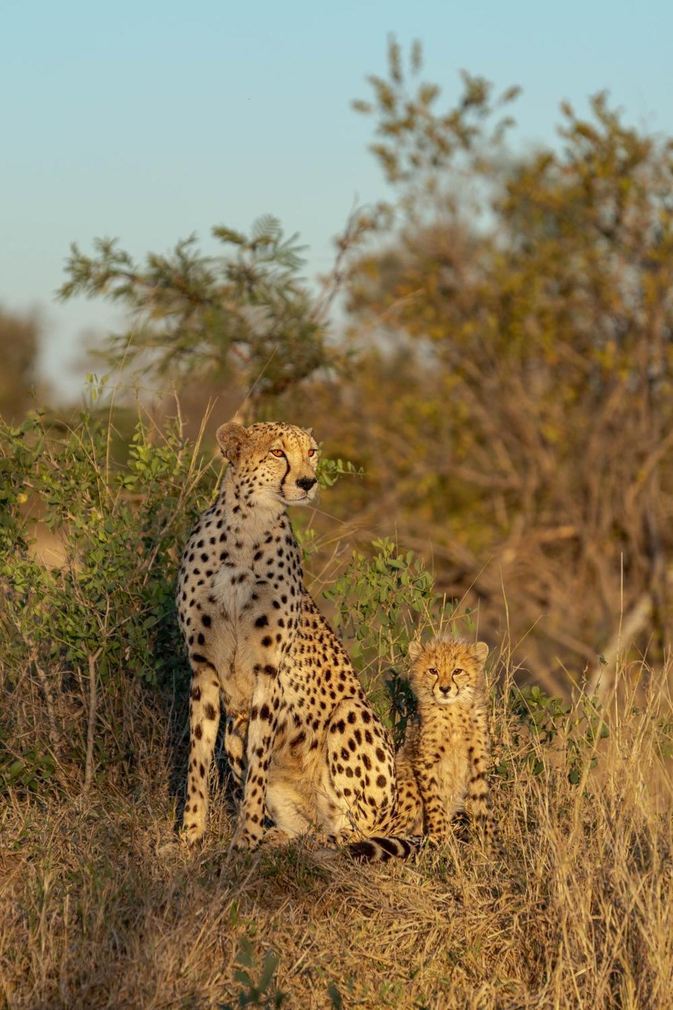 Ndzhaka Tented Camp Manyeleti Game Reserve Bagian luar foto