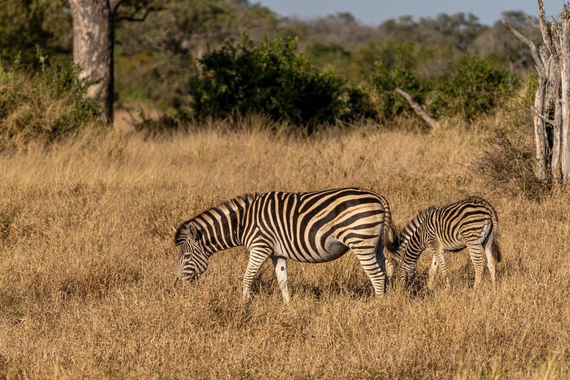 Ndzhaka Tented Camp Manyeleti Game Reserve Bagian luar foto