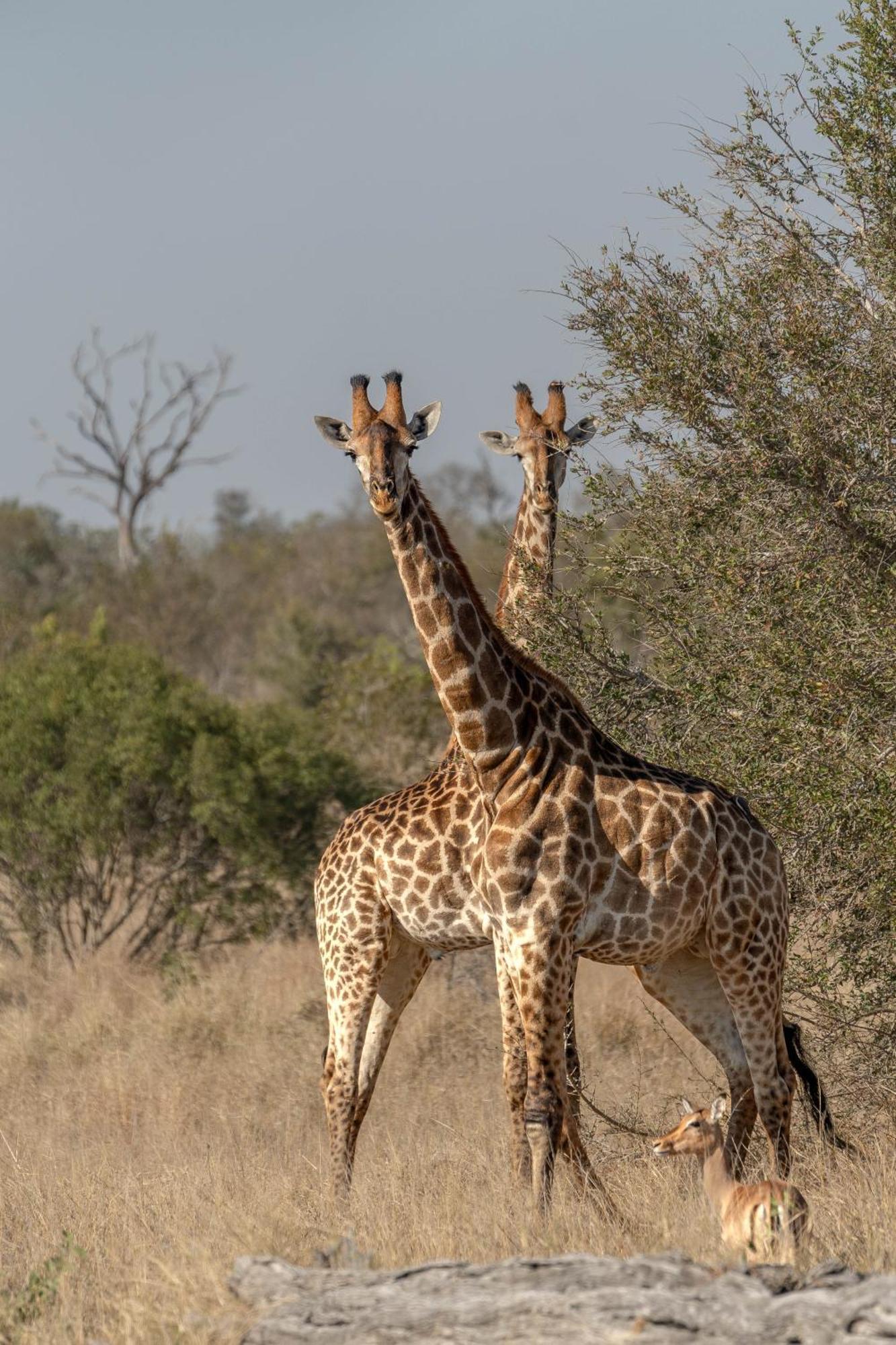 Ndzhaka Tented Camp Manyeleti Game Reserve Bagian luar foto