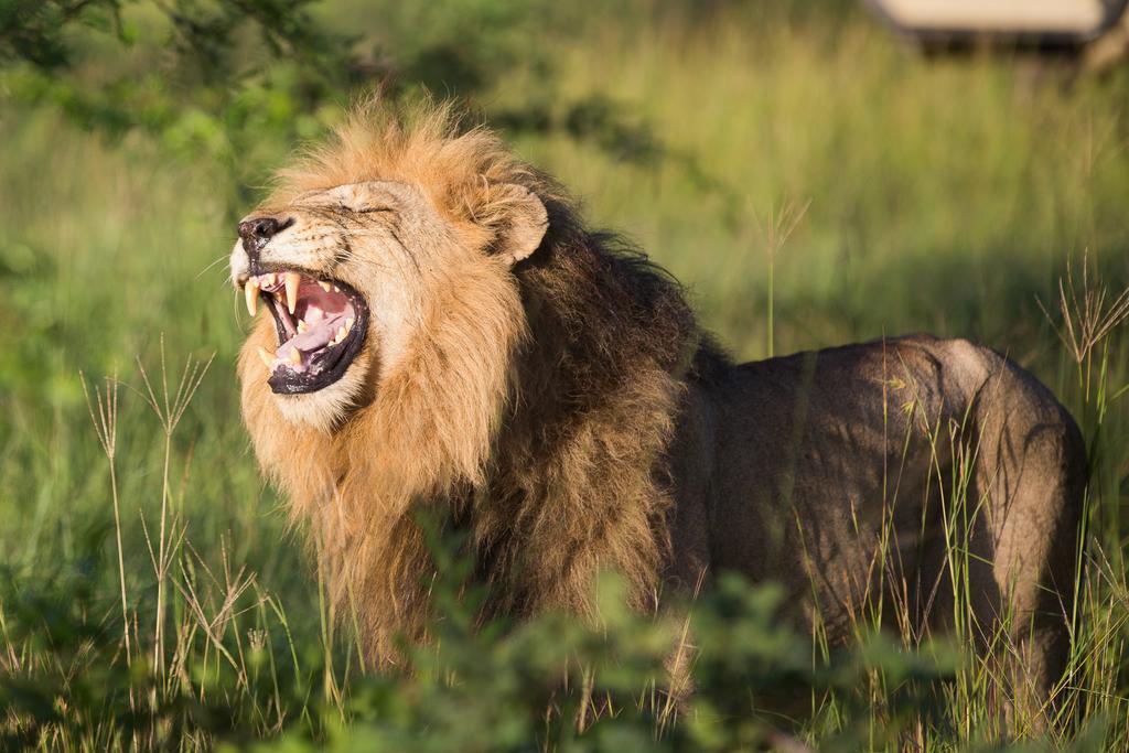 Ndzhaka Tented Camp Manyeleti Game Reserve Bagian luar foto