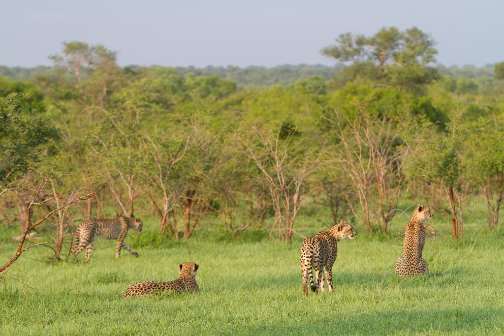 Ndzhaka Tented Camp Manyeleti Game Reserve Bagian luar foto