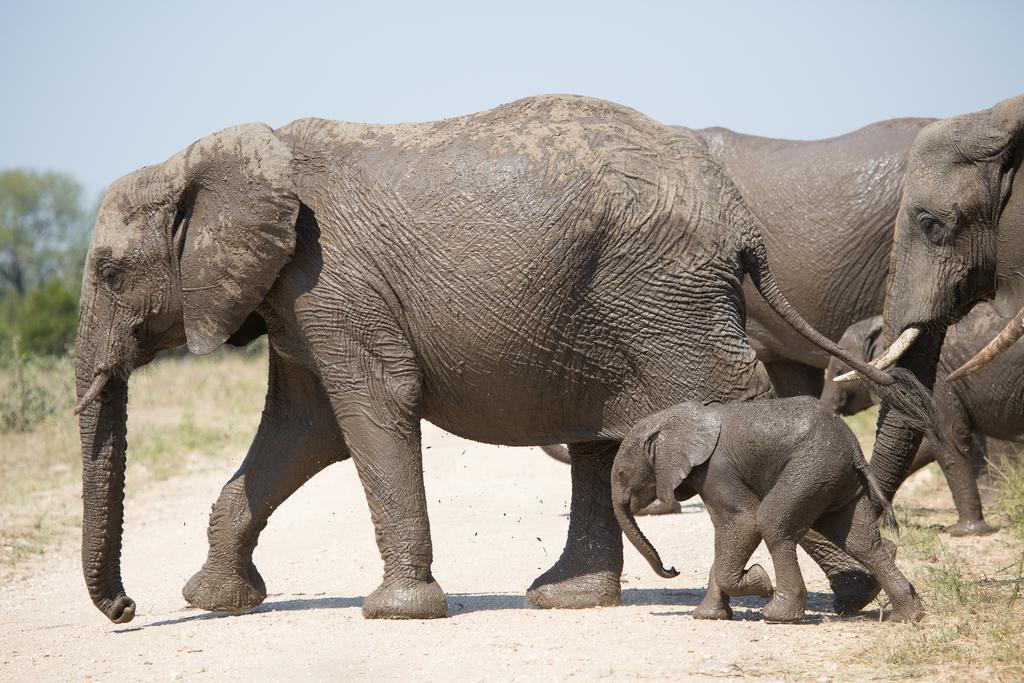 Ndzhaka Tented Camp Manyeleti Game Reserve Bagian luar foto