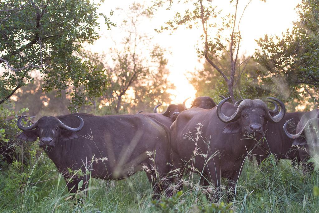 Ndzhaka Tented Camp Manyeleti Game Reserve Bagian luar foto